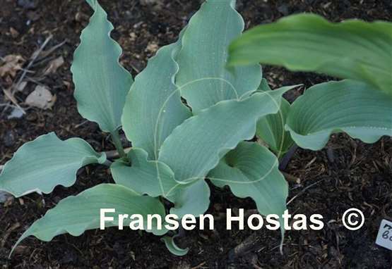 Hosta Skywriter